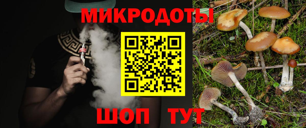 закладка  Кизляр  Псилоцибиновые грибы Psilocybe 